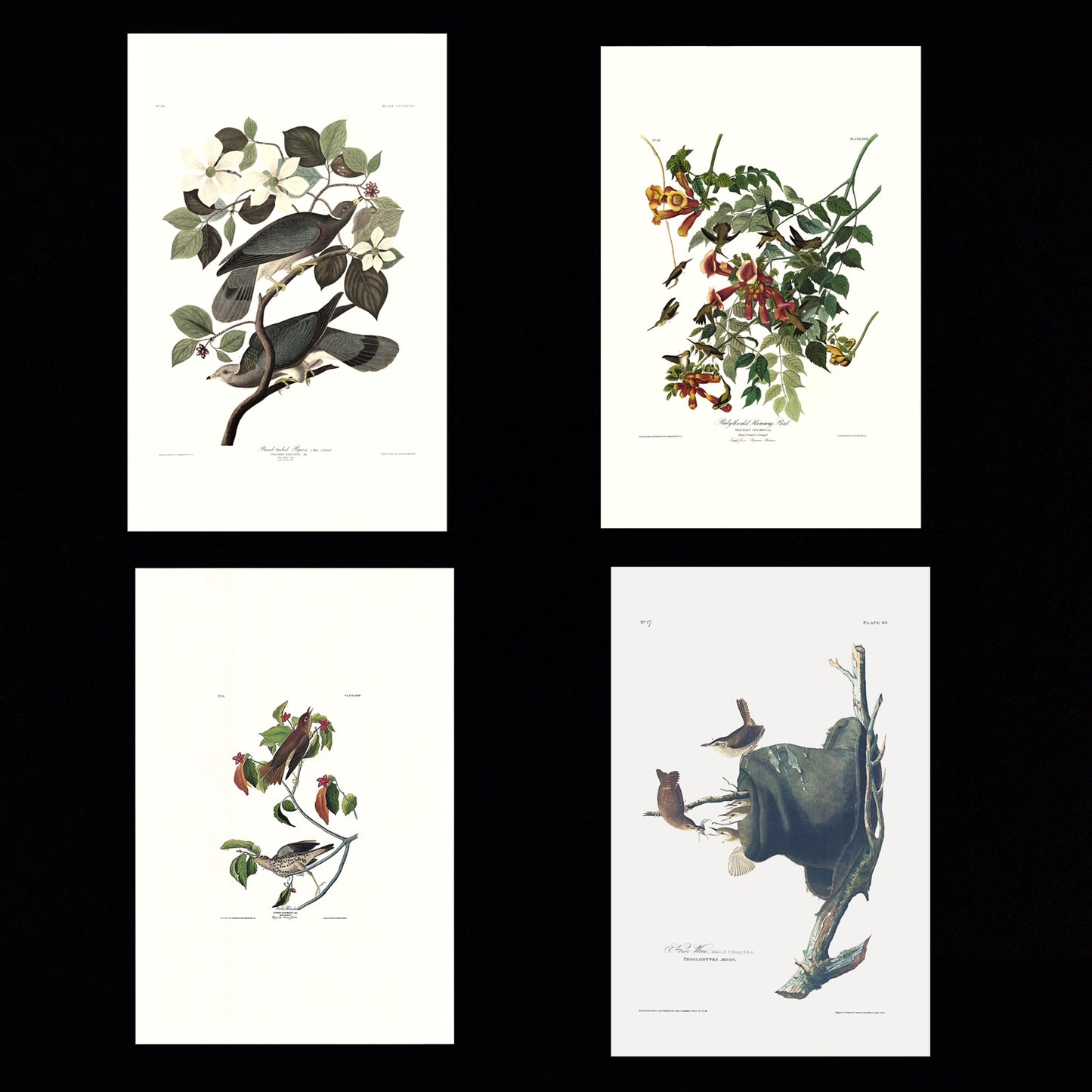 Purchase the Bandtailed Pigeon, the Hummingbird, the Thrush, and the House Wren together.