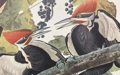 Audubon print of Pileated Woodpecker