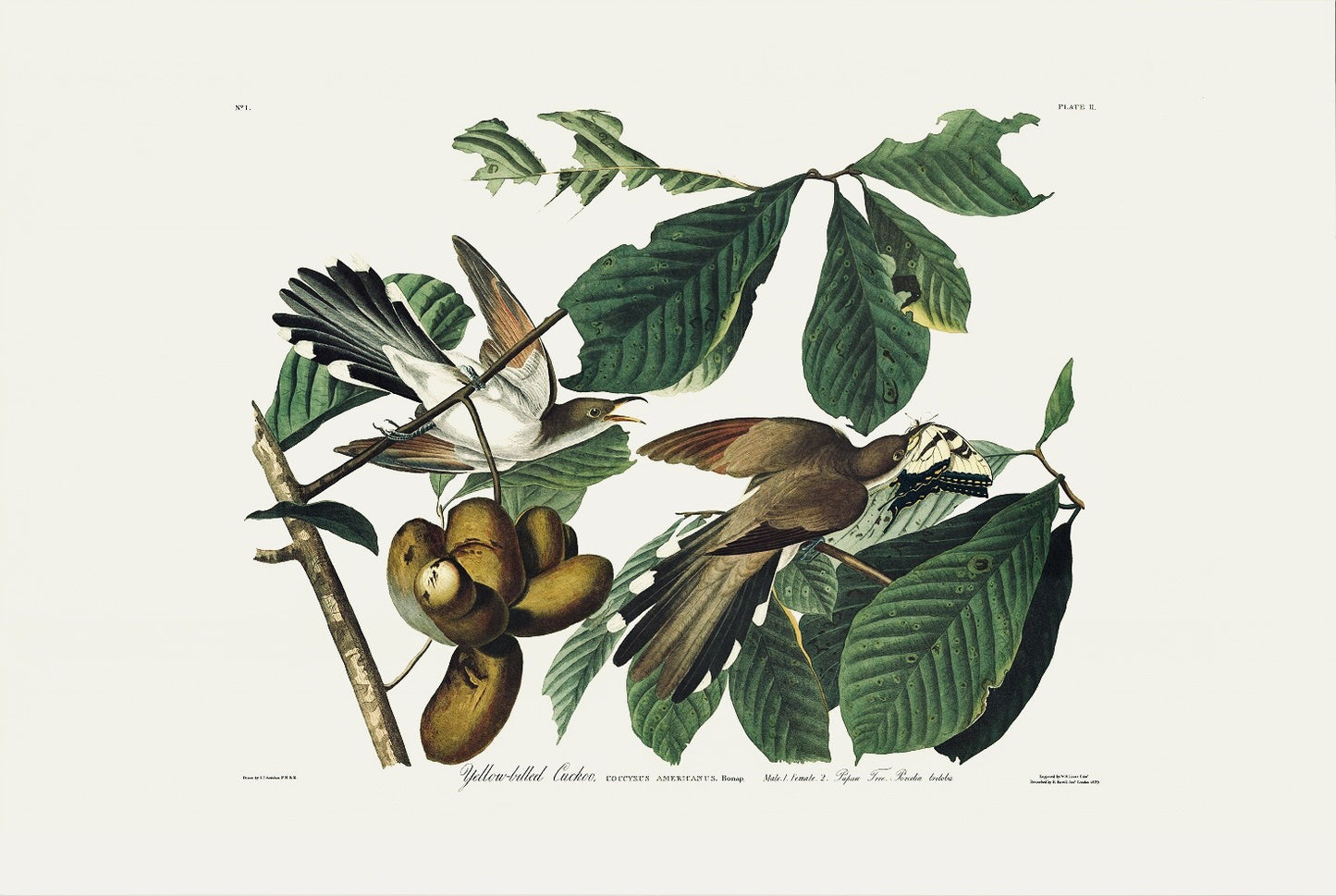 Audubon print Yellow-billed Cuckoo
