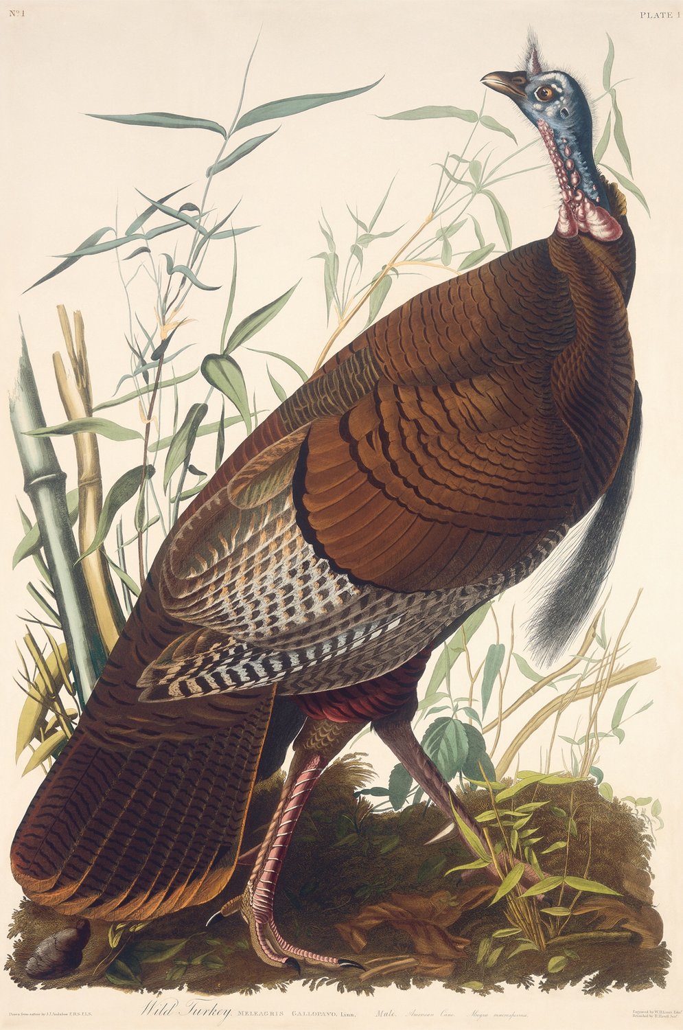 Wild Turkey, male