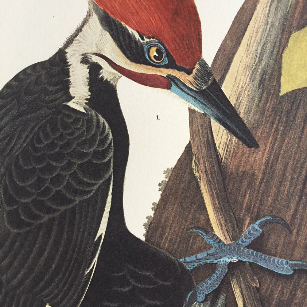 
                  
                    Pileated Woodpecker
                  
                