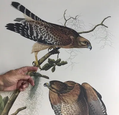John James Audubon's Red-shouldered Hawk. princetonaudubonprints.com