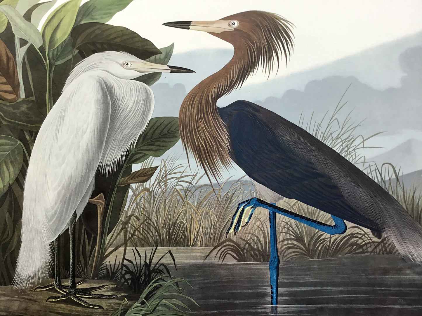 The stately image of the Purple Heron, one of Audubon's finest compositions.