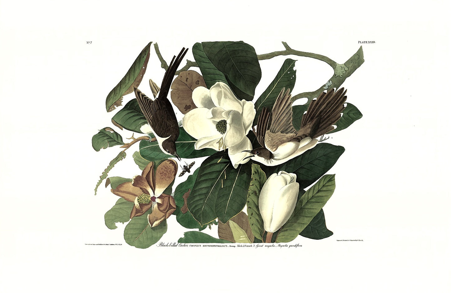 Audubon print - Black-billed Cuckoo