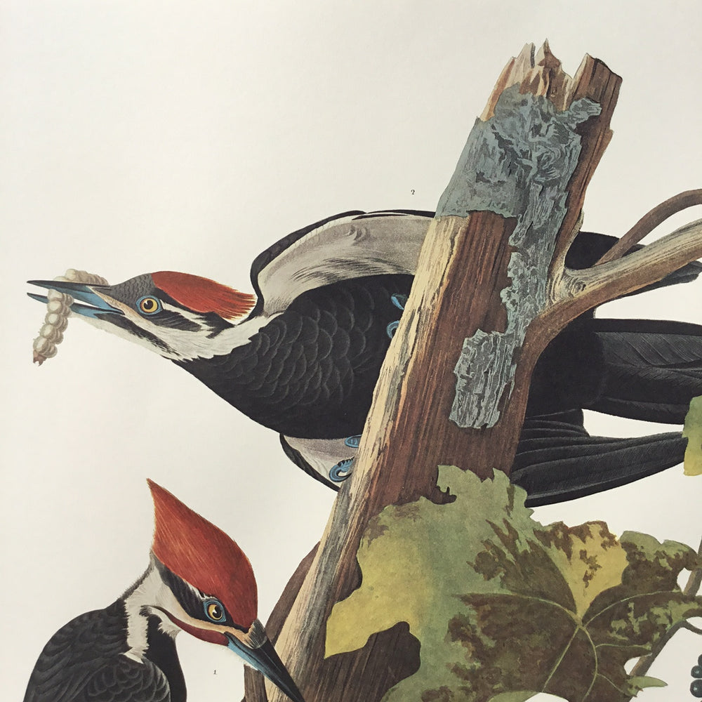 
                  
                    Pileated Woodpecker
                  
                