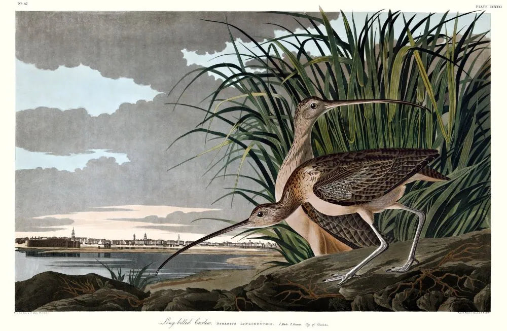 Audubon print of Long-billed Curlew from Audubon's Birds of America