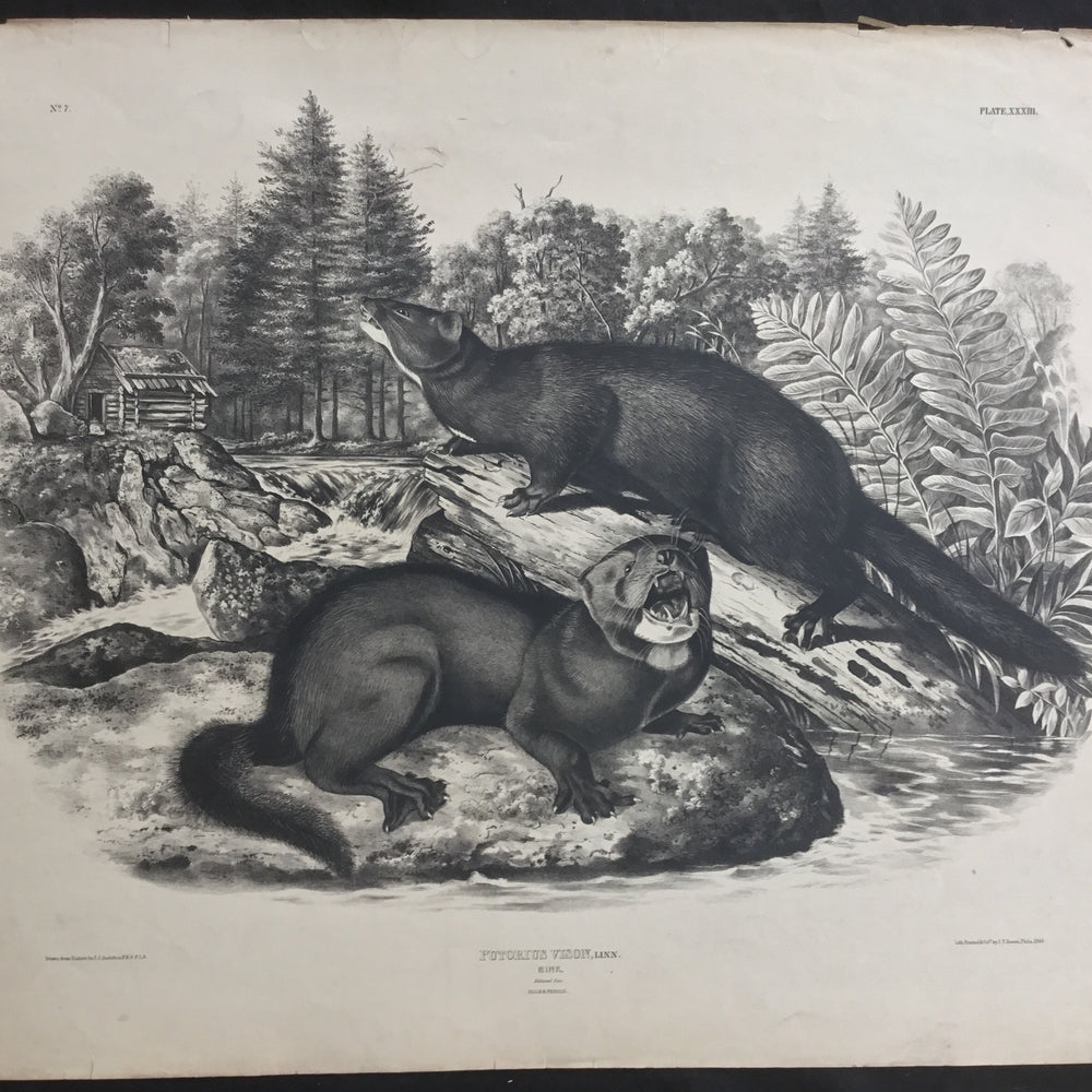 Lord-Hopkins Collection. Test sheet from Bowen's Imperial Quadrupeds. The Mink.