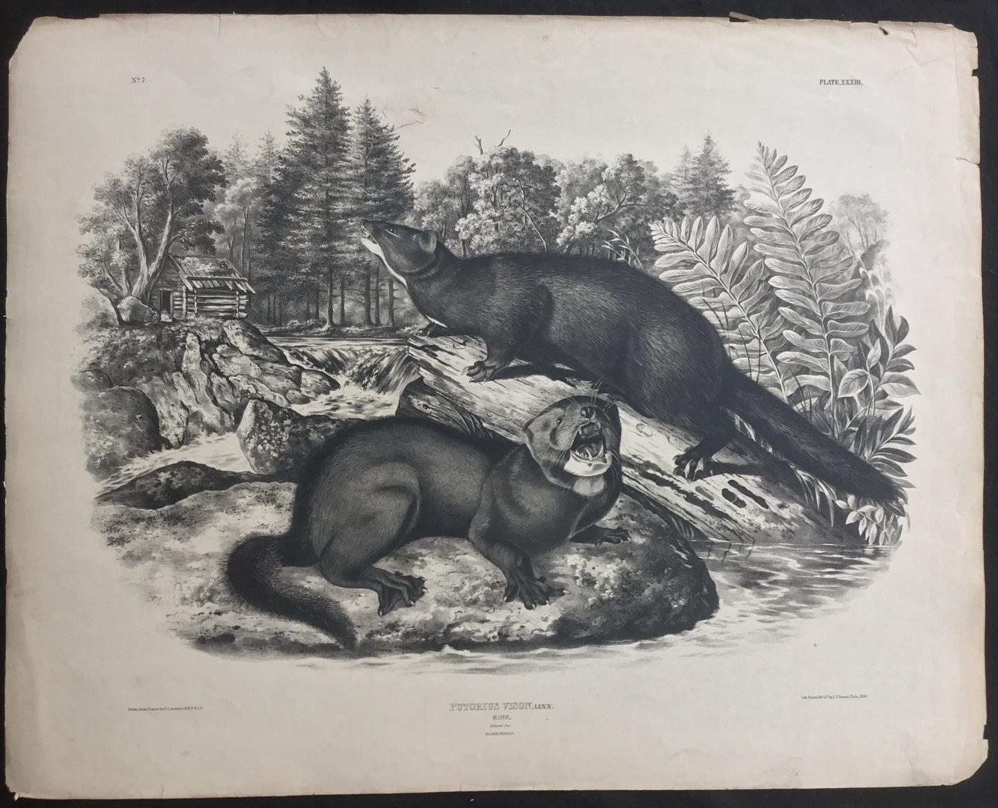 Lord-Hopkins Collection. Test sheet from Bowen's Imperial Quadrupeds. The Mink.