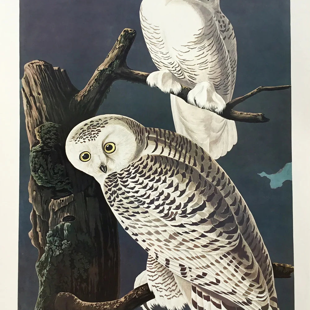 Princeton Audubon Double Elephant Edition, 27 1/4 x 39 1/4  This portrait was based on a composition probably painted in 1829 on the East coast.   Audubon gave these birds one of the only nocturnal settings found in The Birds of America.  He used pencil to portray the owl's soft, downy feathers.