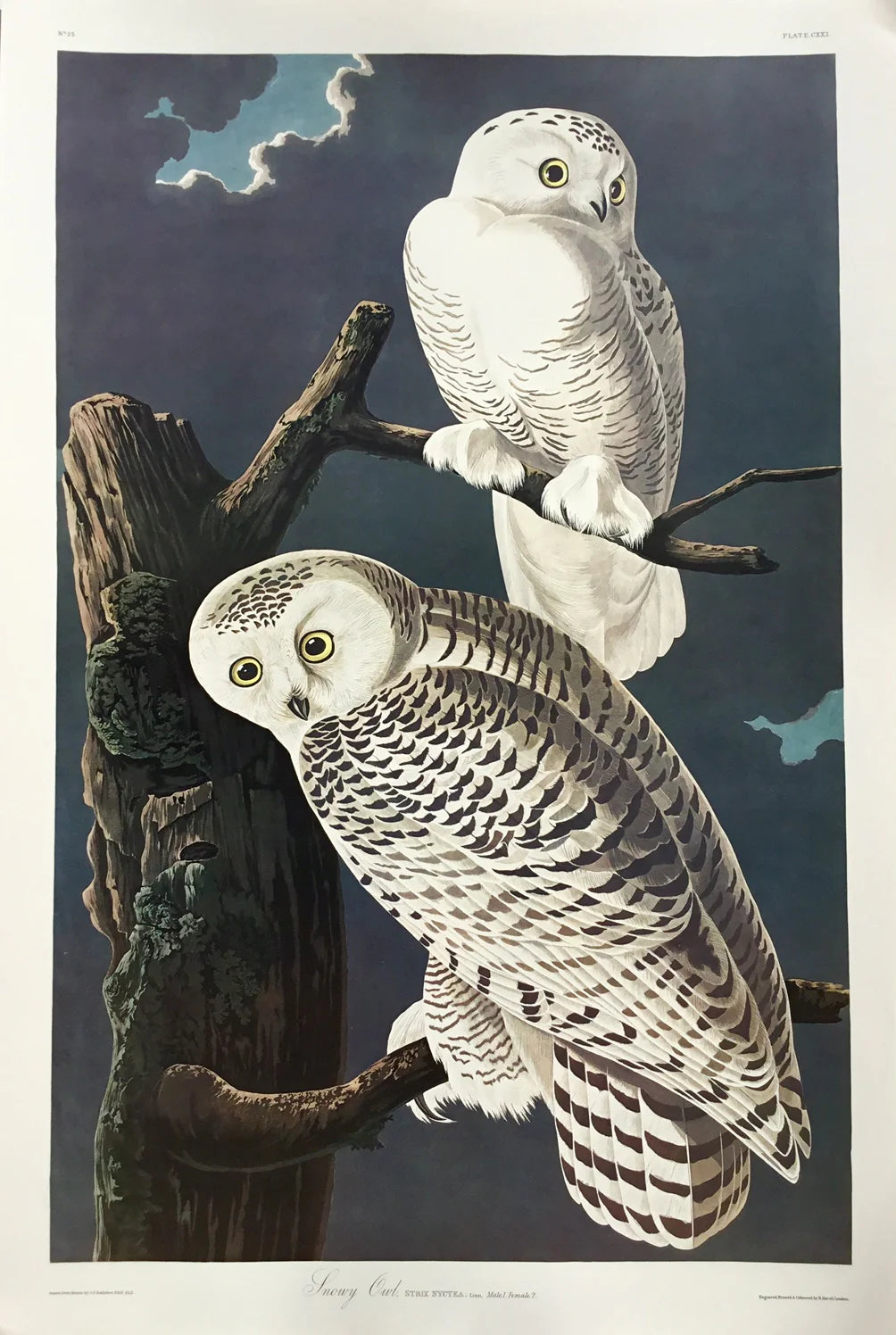 Princeton Audubon Double Elephant Edition, 27 1/4 x 39 1/4  This portrait was based on a composition probably painted in 1829 on the East coast.   Audubon gave these birds one of the only nocturnal settings found in The Birds of America.  He used pencil to portray the owl's soft, downy feathers.