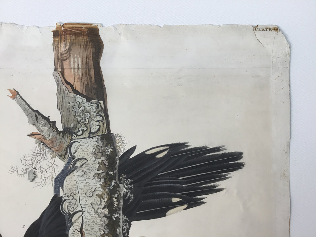 Original Audubon Havell Ivory-billed Woodpecker