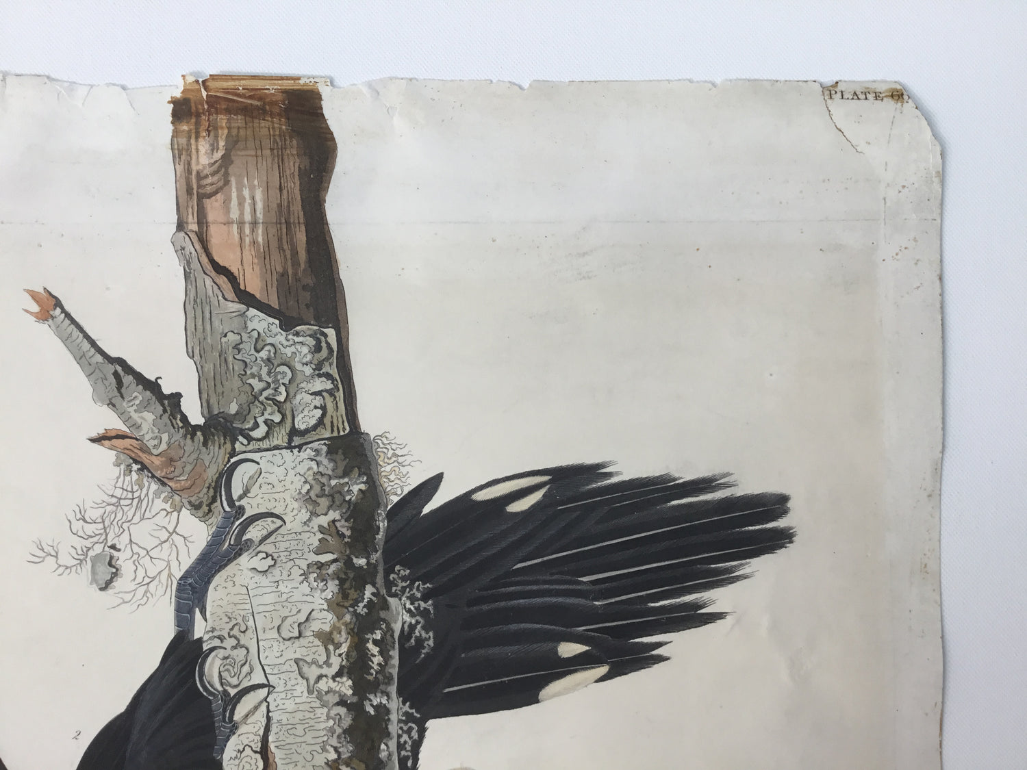 Original Audubon Havell Ivory-billed Woodpecker
