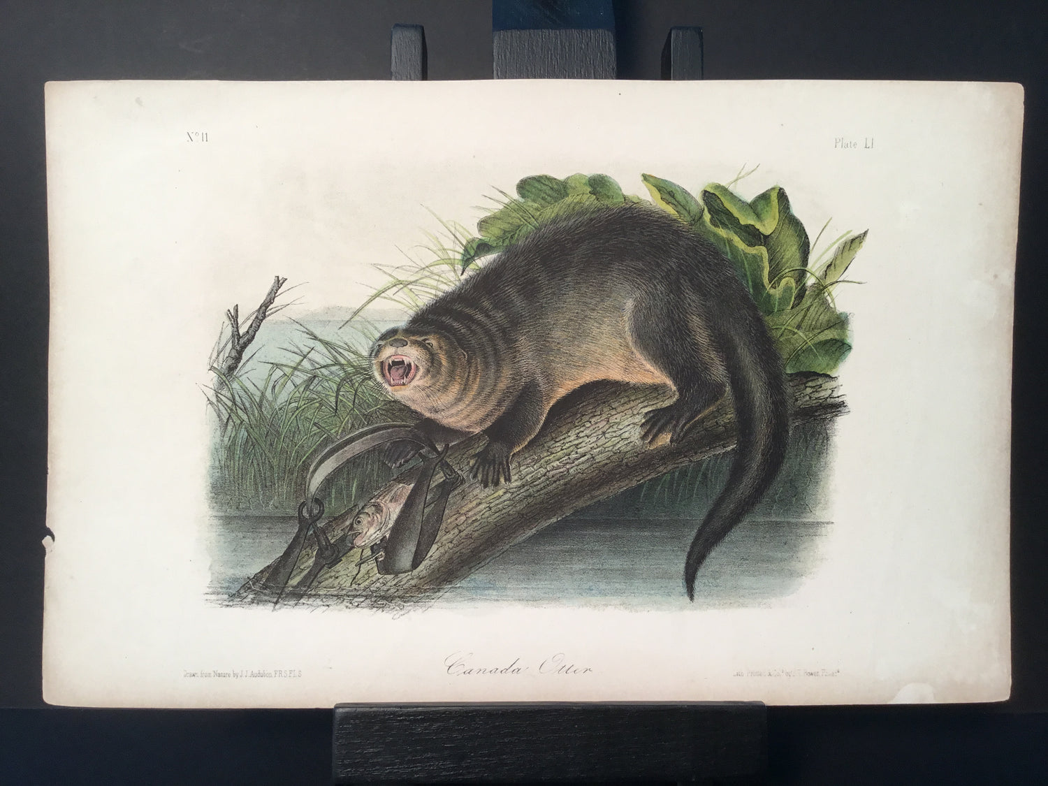 Lord-Hopkins Collection - Canada Otter