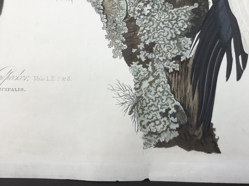 Original Audubon Havell Ivory-billed Woodpecker
