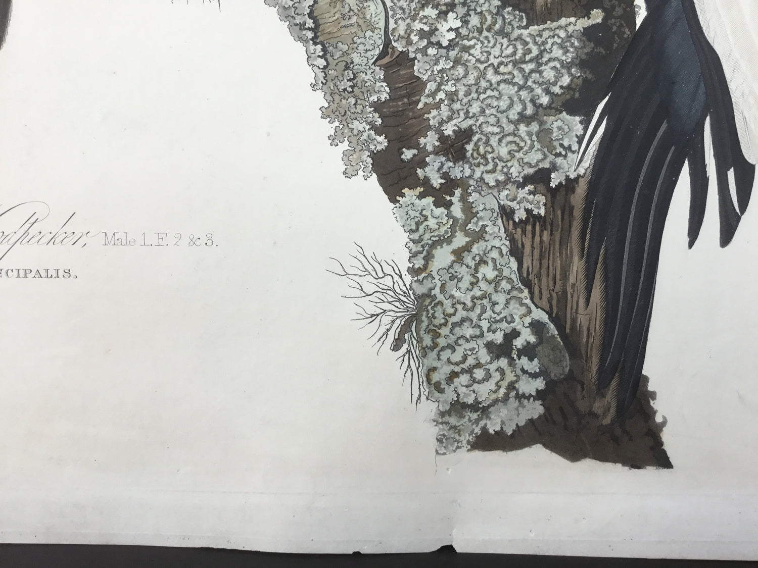 Original Audubon Havell Ivory-billed Woodpecker