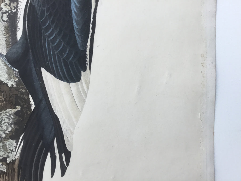 Original Audubon Havell Ivory-billed Woodpecker