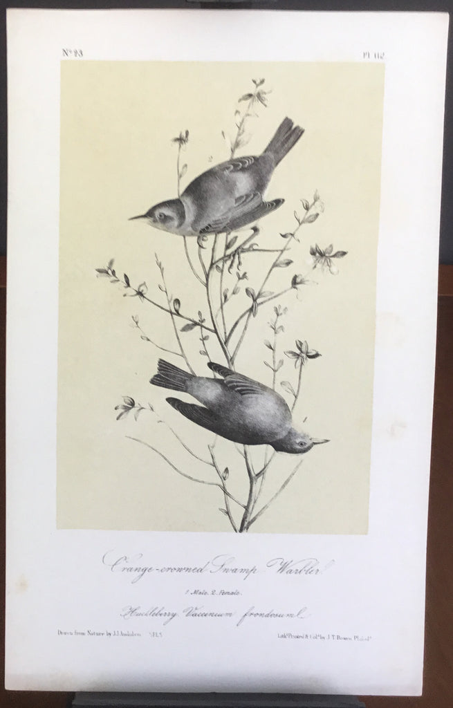 Audubon Octavo Orange-crowned Swamp Warbler, plate 112, uncolored test sheet, 7 x 11