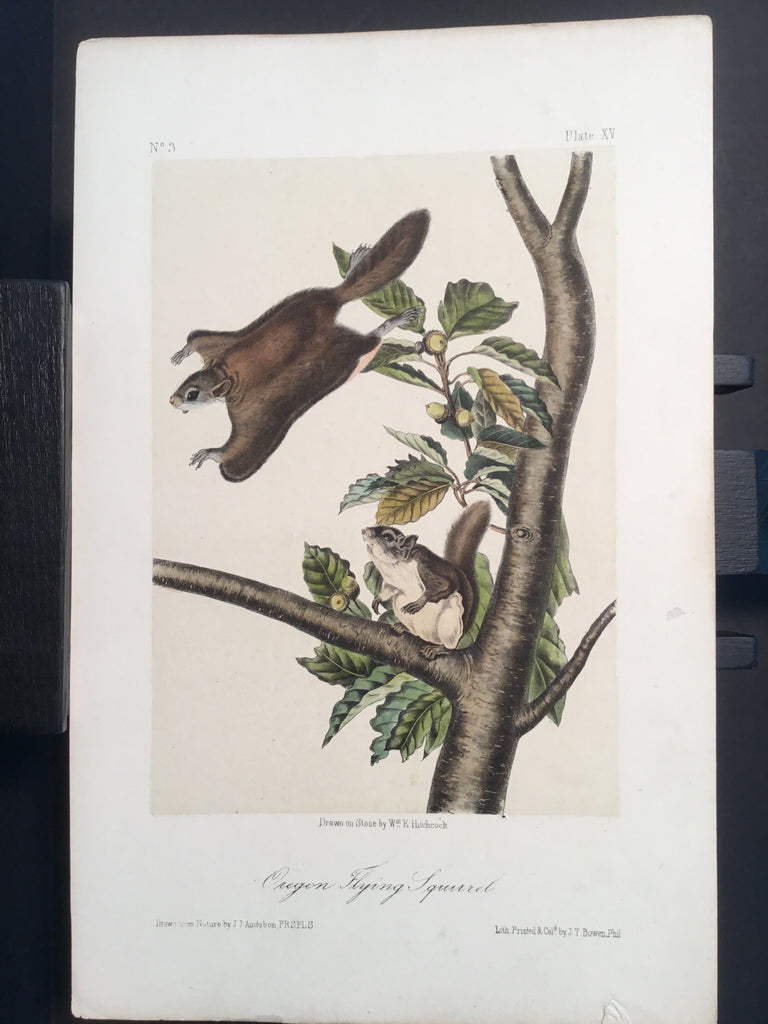 Lord-Hopkins Collection - Oregon Flying Squirrel