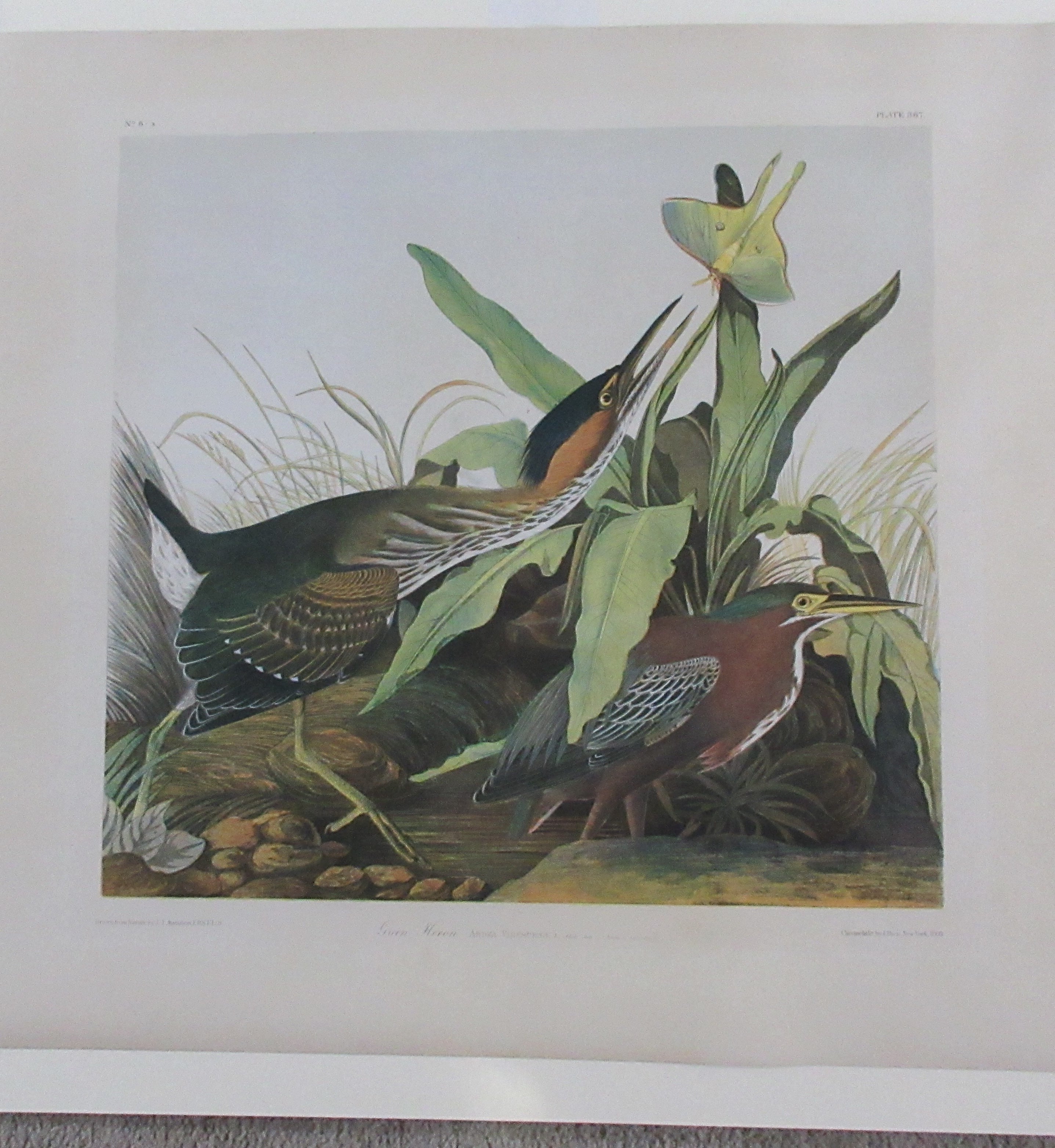 Original Audubon Havell Osprey or Fish Hawk, plate 81.