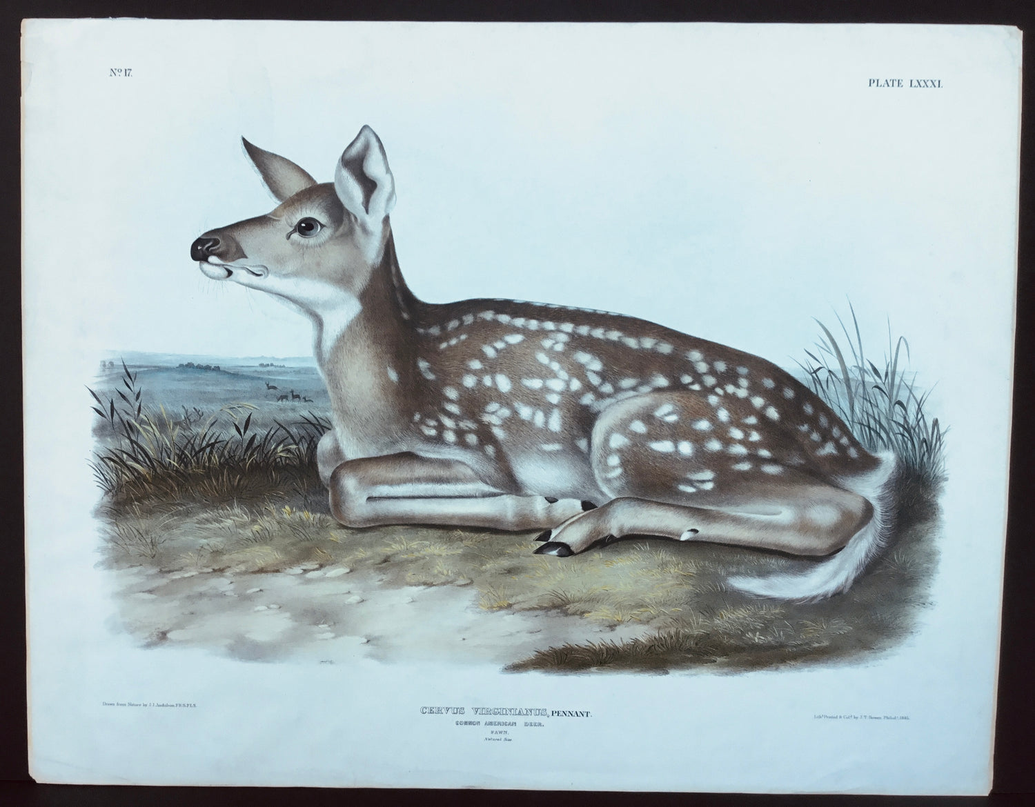 Original Audubon Imperial Fawn, plate 81