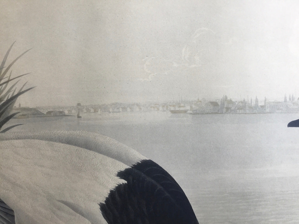 Canvas-backed Duck, 37 1/2 x 26 inches, unknown edition with the city of Baltimore in the background.