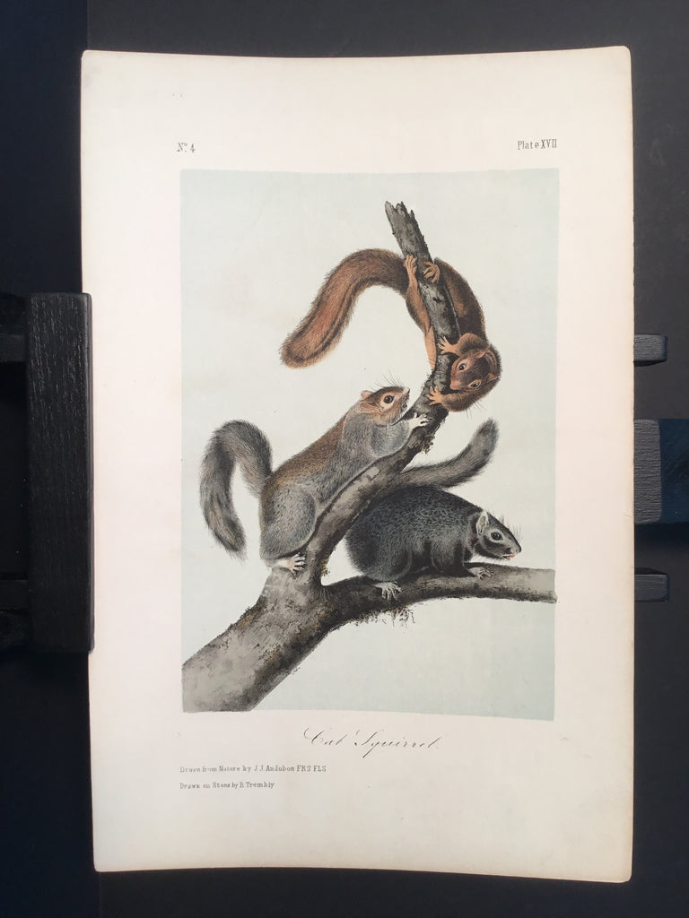 Lord-Hopkins Collection - Cat Squirrel