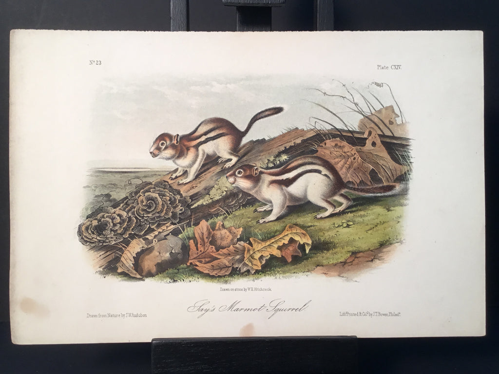Lord-Hopkins Collection - Say’s Marmot Squirrel