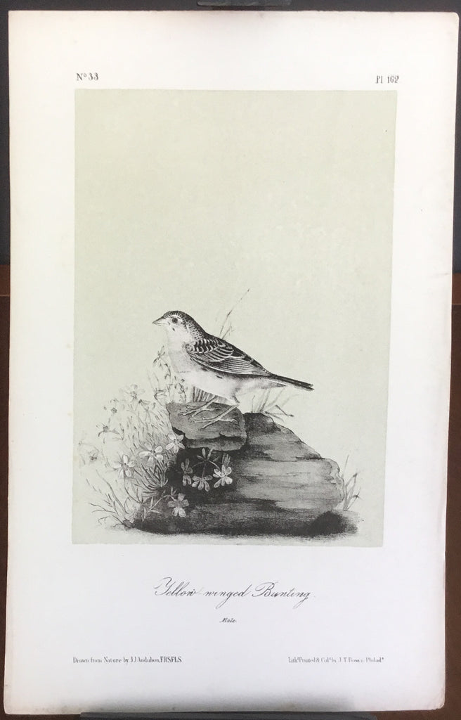 Audubon Octavo Yellow-winged Bunting, plate 162, uncolored test sheet, 7 x 11