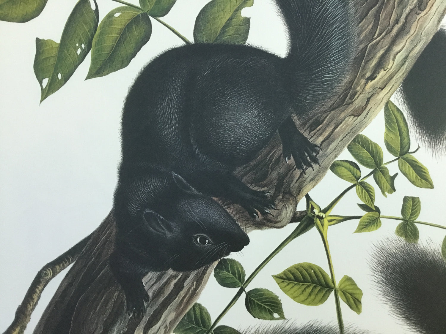 Black Squirrel