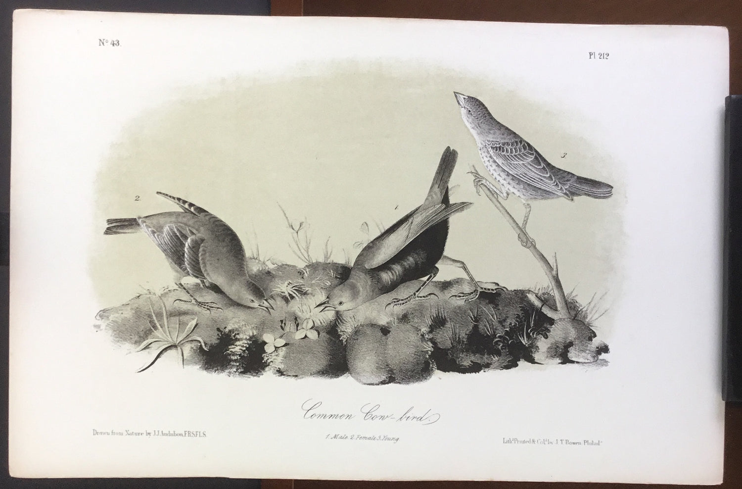 Audubon Octavo Common Cow-bird, plate 212, uncolored test sheet, 7 x 11
