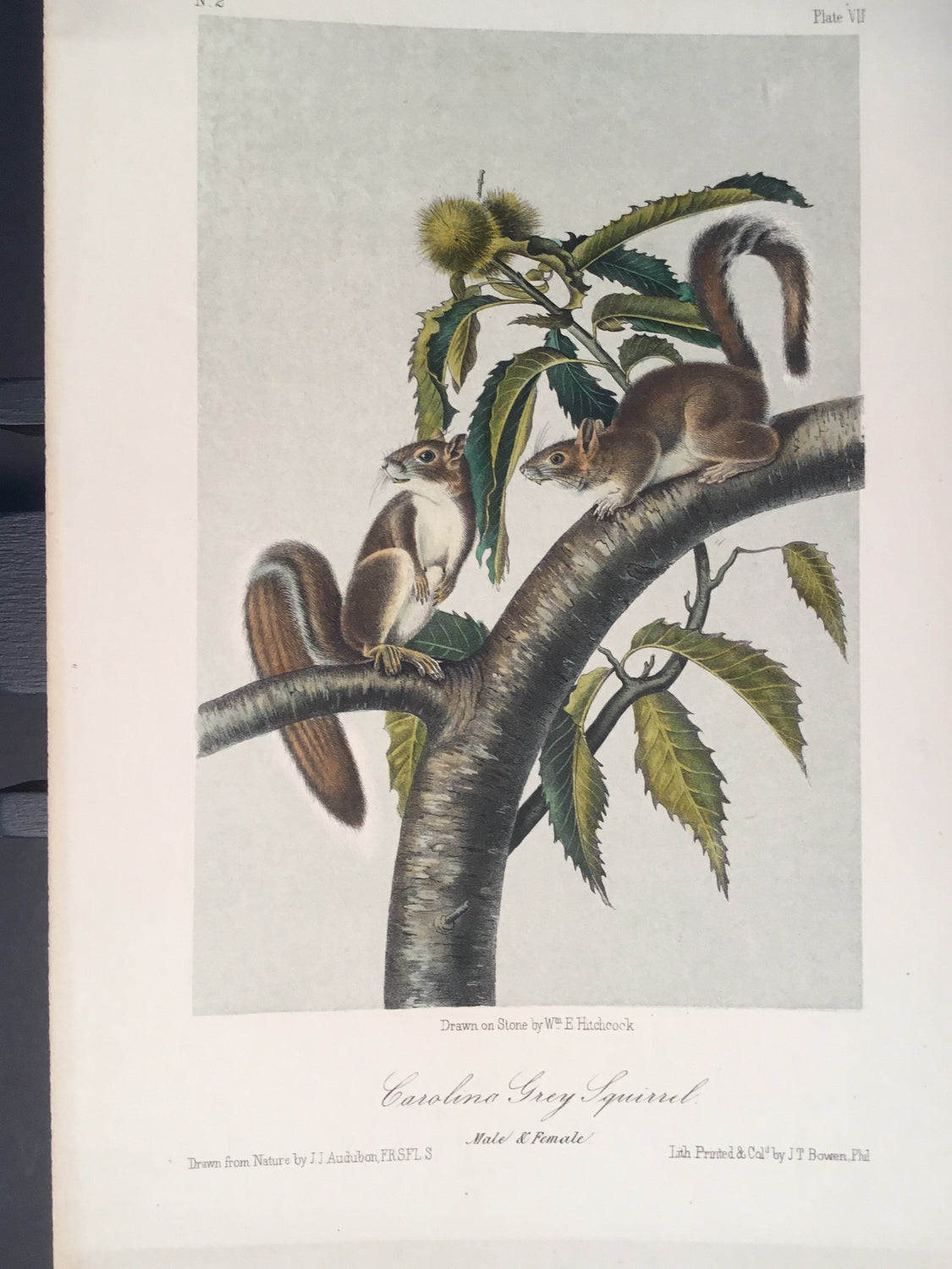 Lord-Hopkins Collection - Carolina Grey Squirrel