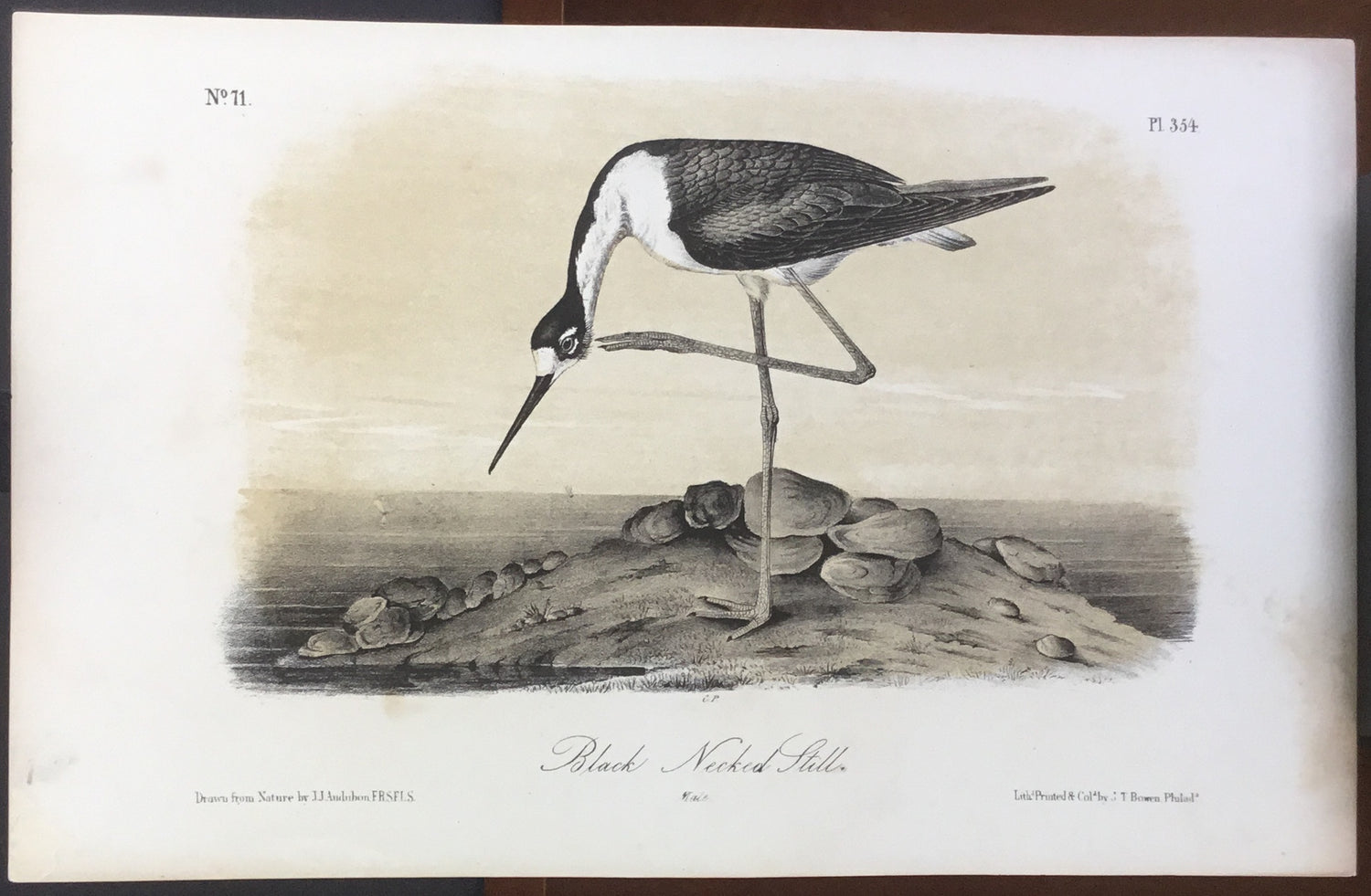 Audubon Octavo Black-necked Stilt, plate 354, uncolored test sheet, 7 x 11