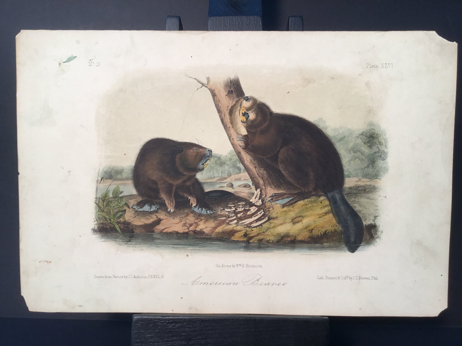 Lord-Hopkins Collection - American Beaver