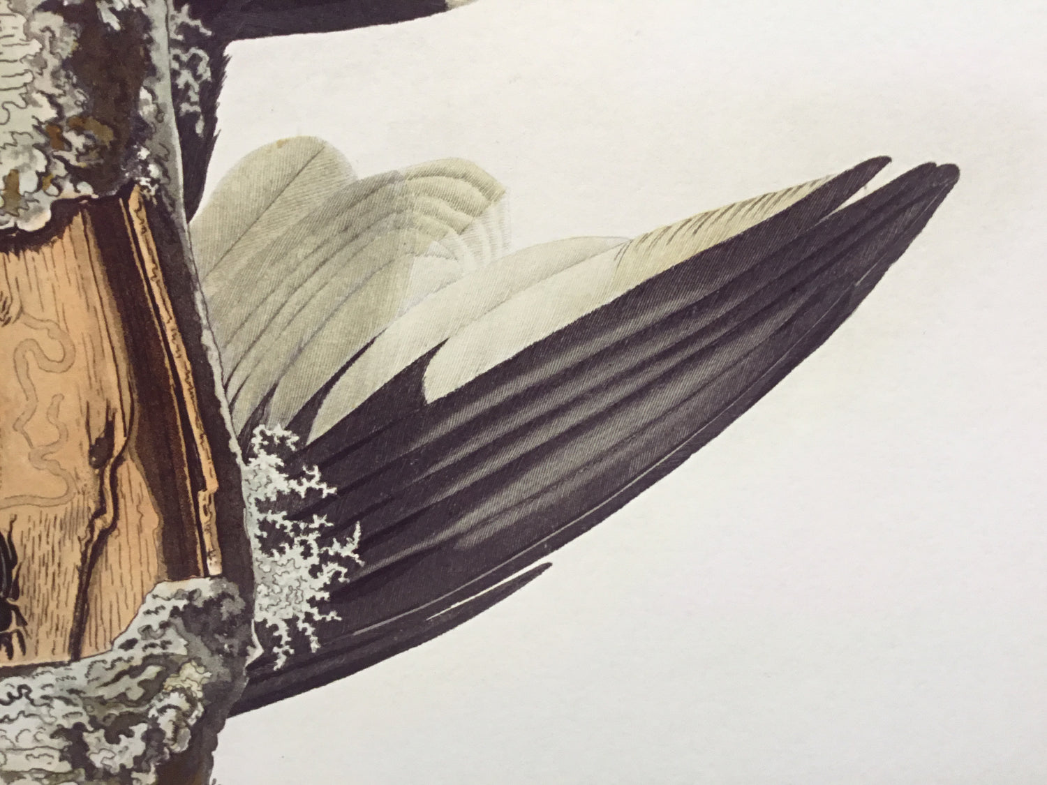 Ivory-billed Woodpecker