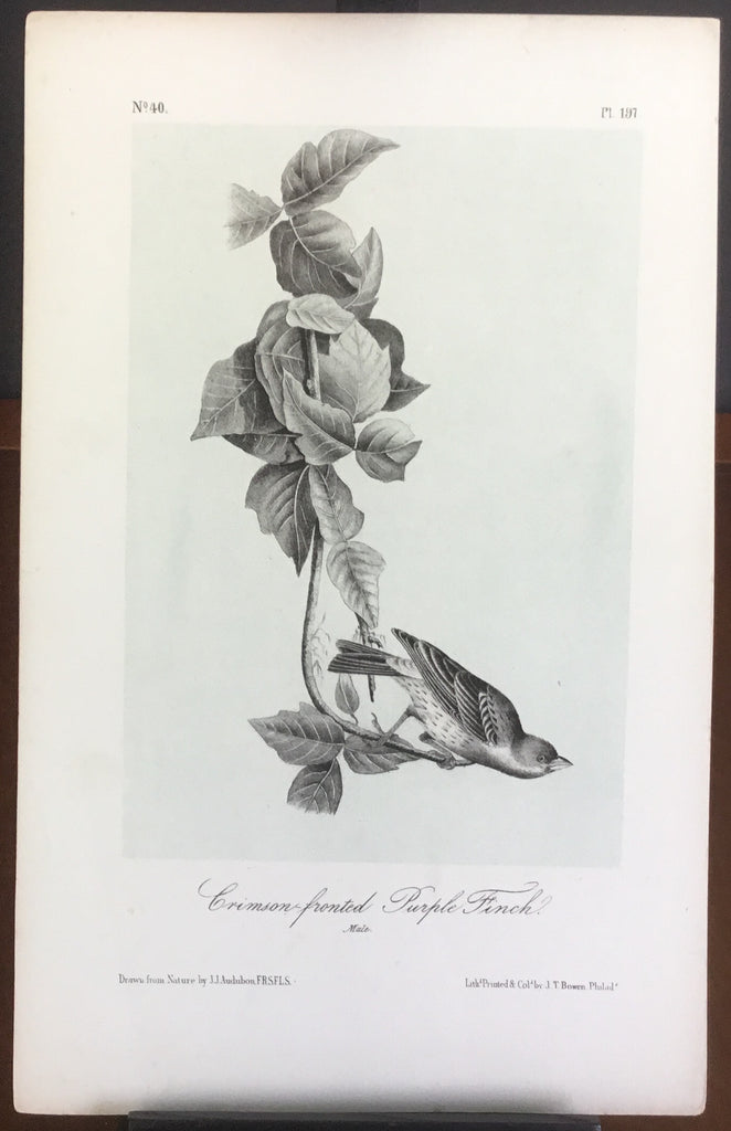 Audubon Octavo Crimson-fronted Purple Finch (2), plate 197, uncolored test sheet, 7 x 11