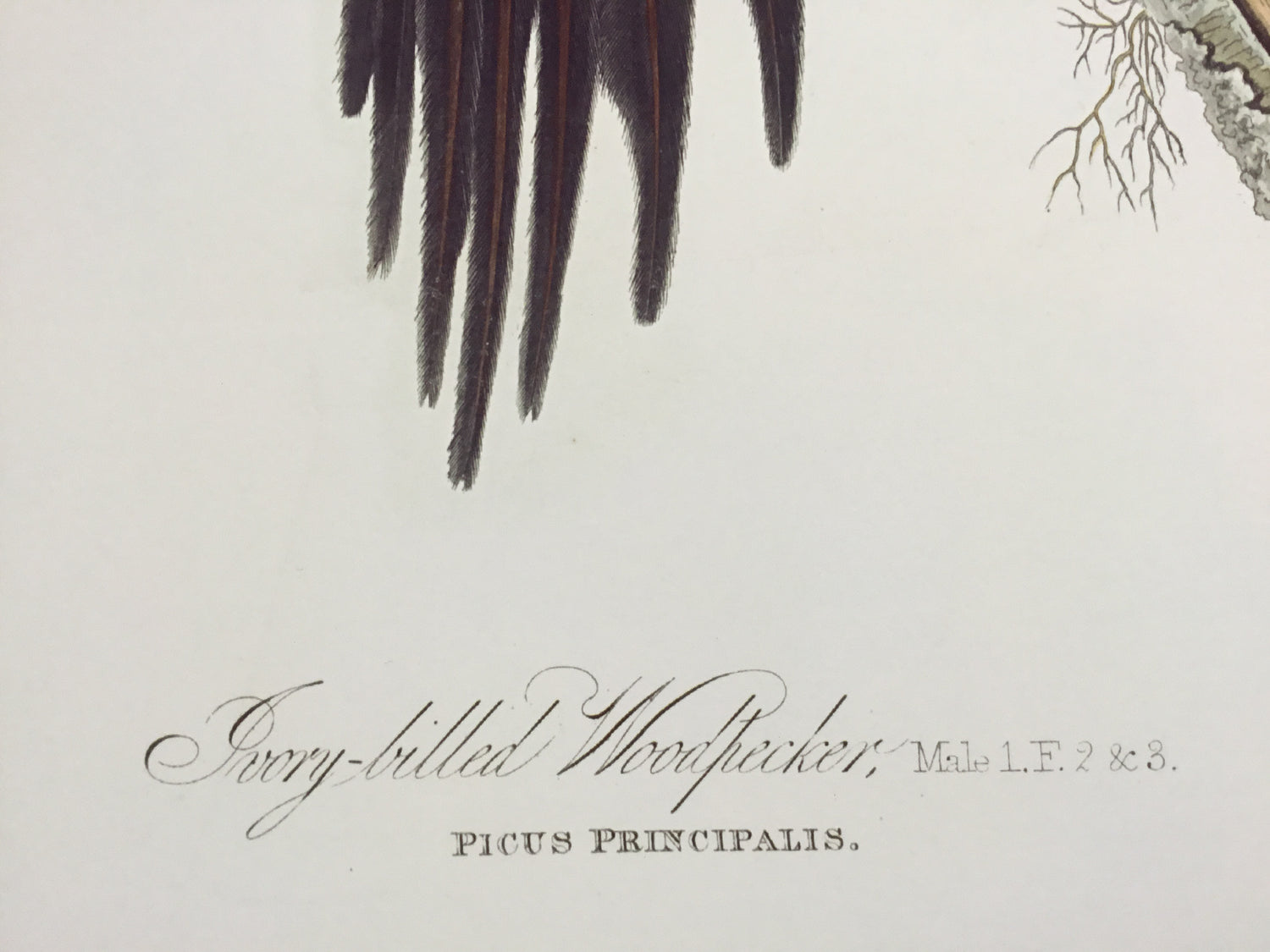 Ivory-billed Woodpecker