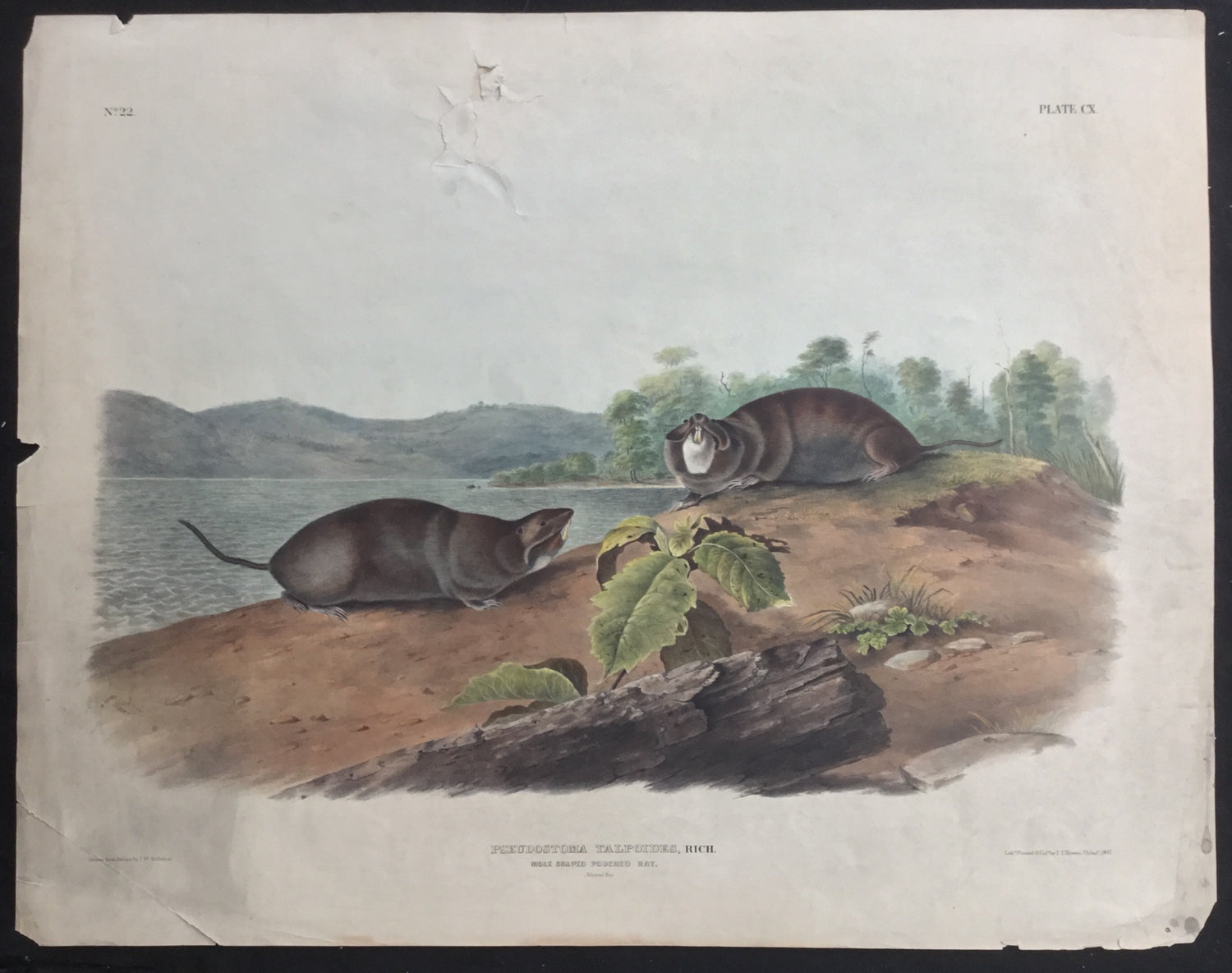 Lord-Hopkins Collection (Bowen pattern print), Audubon Original Imperial plate 110, Mole Shaped Pouched Rat