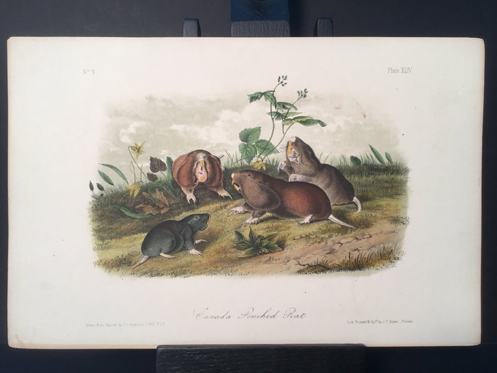 Lord-Hopkins Collection - Canada Pouched Rat