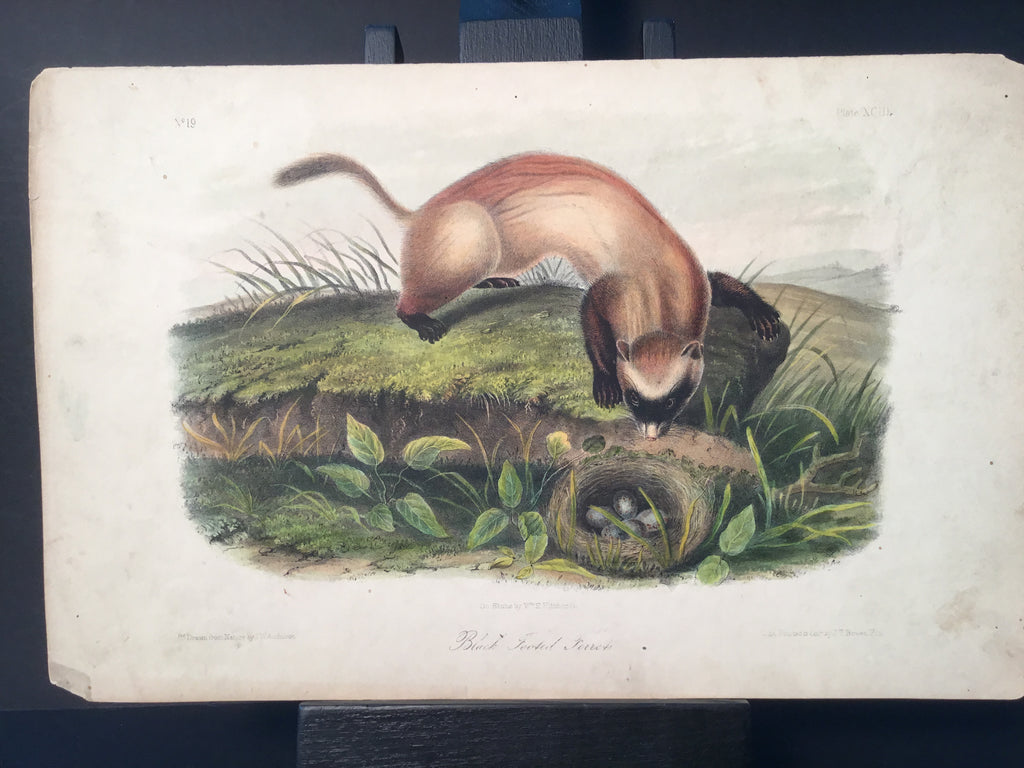 Lord-Hopkins Collection - Black Footed Ferret