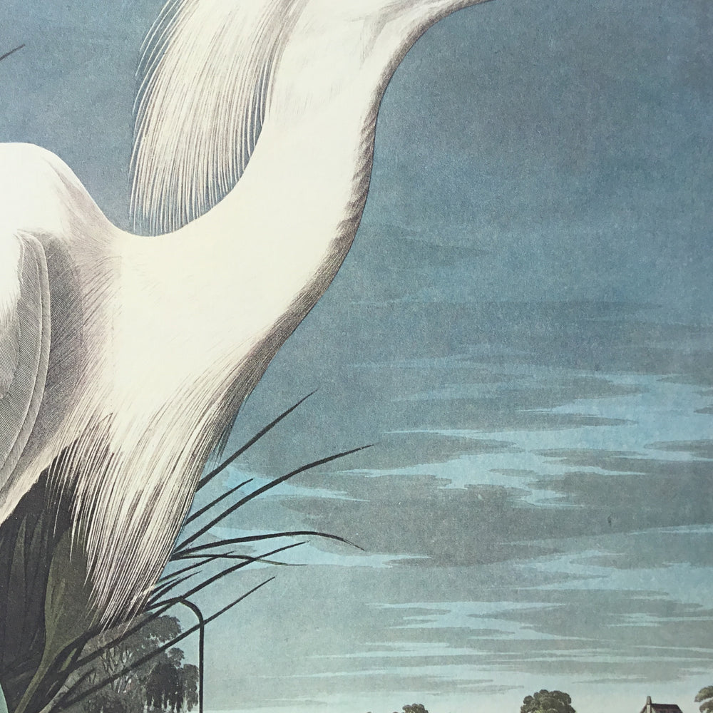
                  
                    Snowy Egret
                  
                