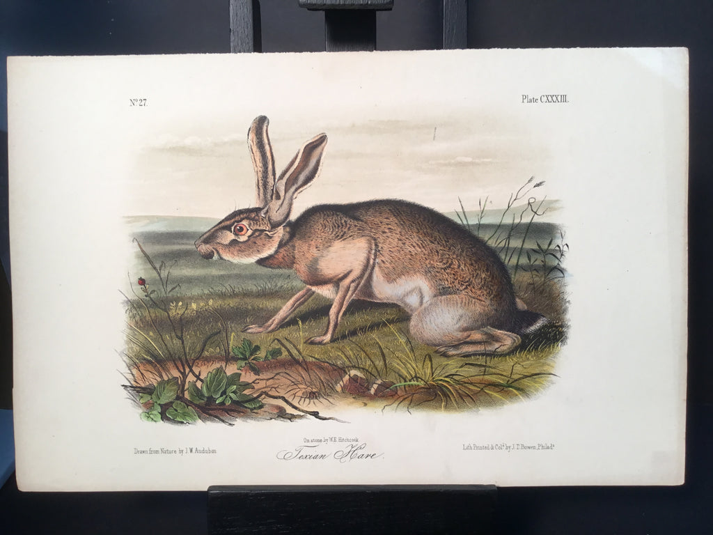 Lord-Hopkins Collection - Texan Hare