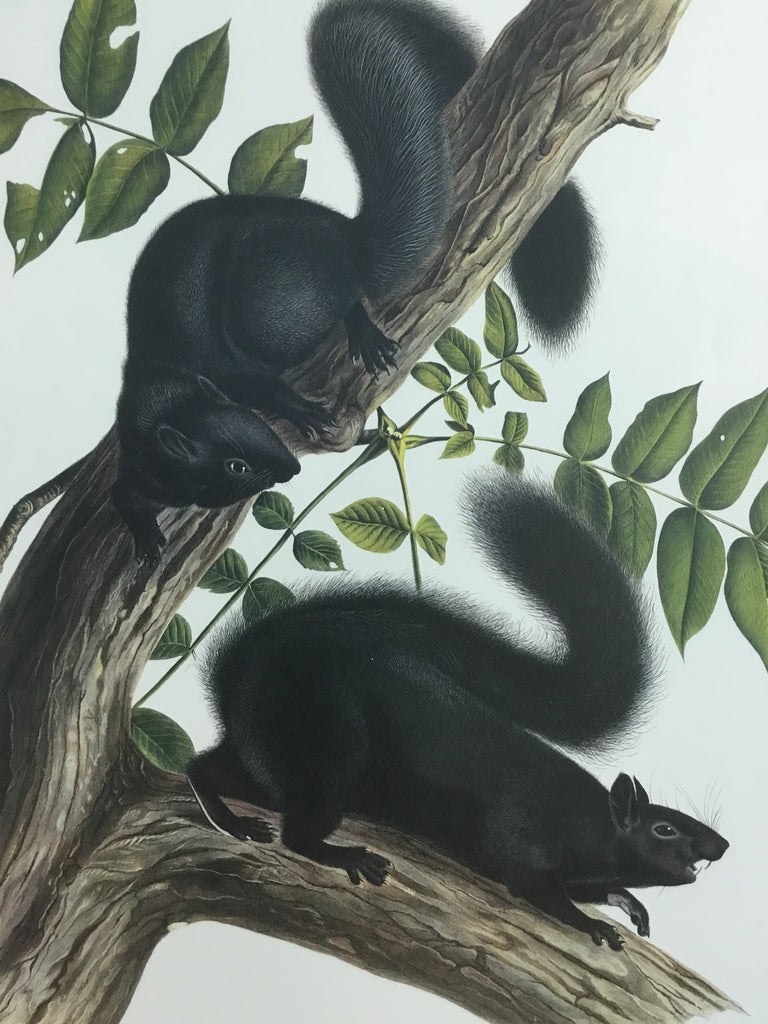 Black Squirrel