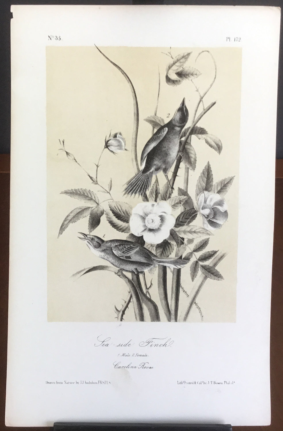 Audubon Octavo Sea-side Finch (2), plate 172, uncolored test sheet, 7 x 11