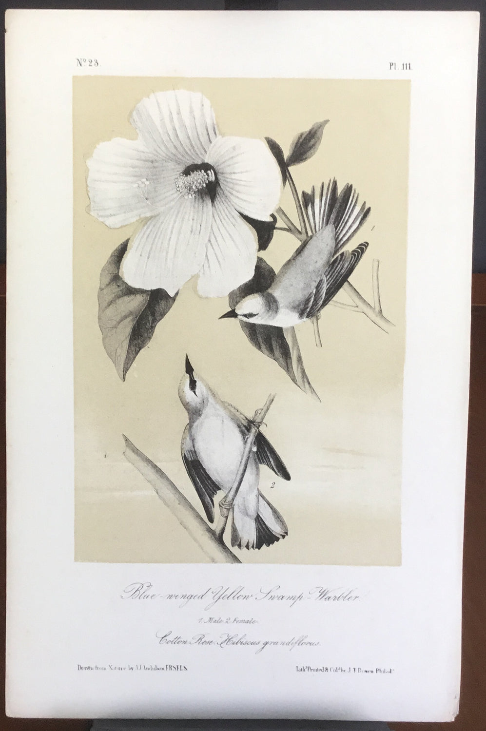 Audubon Octavo Blue-winged Yellow Swamp Warbler (3), plate 111, uncolored test sheet, 7 x 11