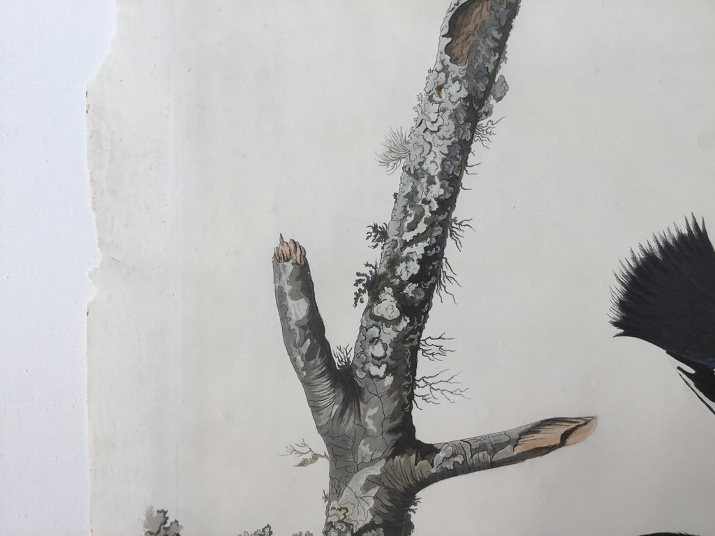 Original Audubon Havell Ivory-billed Woodpecker