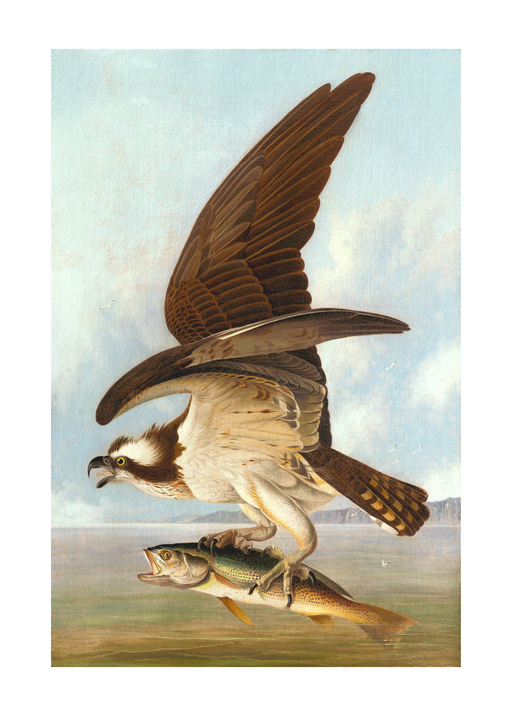 New! Osprey (oil)