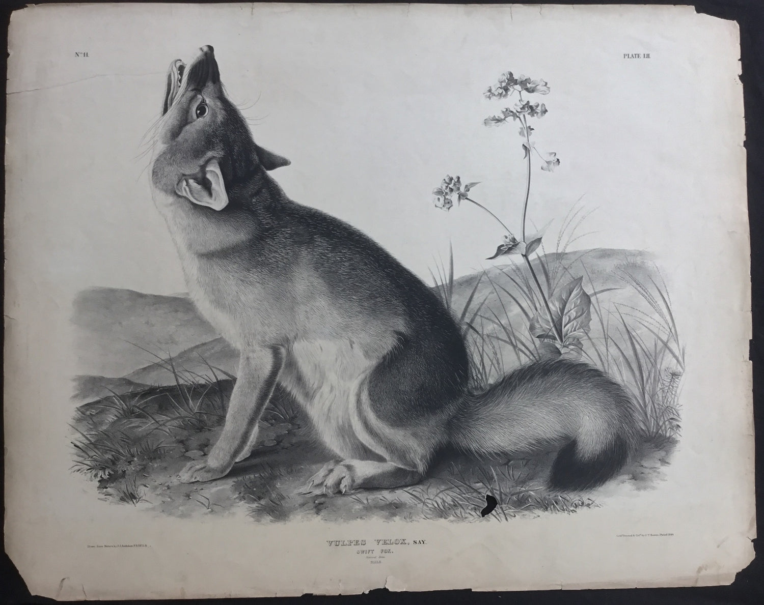 Lord-Hopkins Collection, Audubon Original Imperial plate 52, Swift Fox