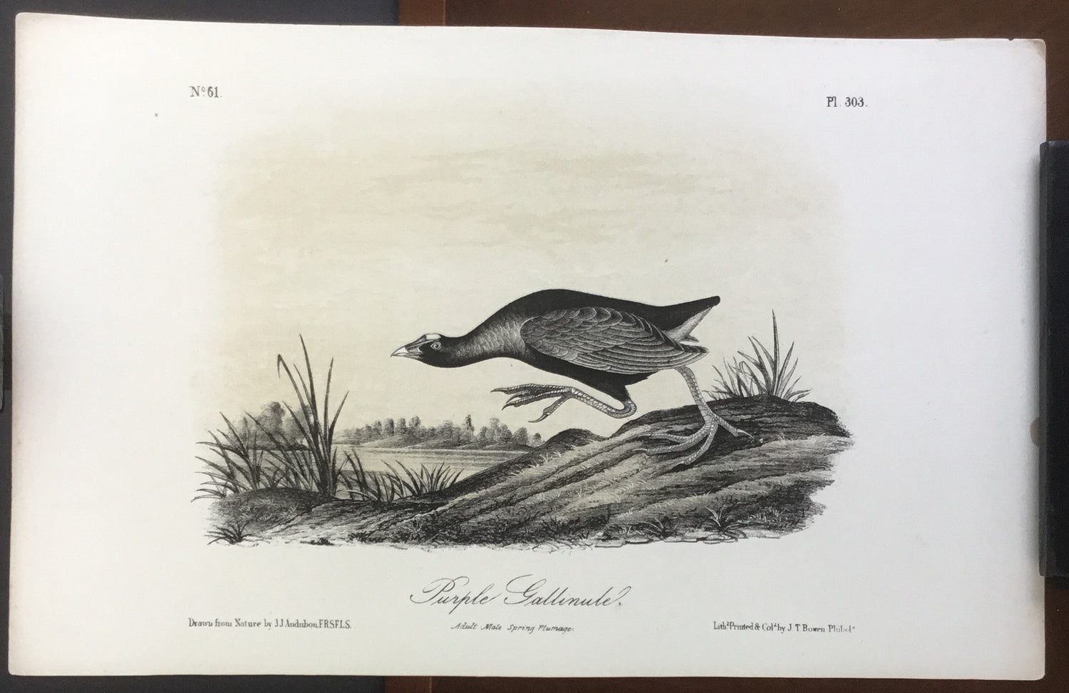 Audubon Octavo Purple Gallinule, plate 303, uncolored test sheet, 7 x 11