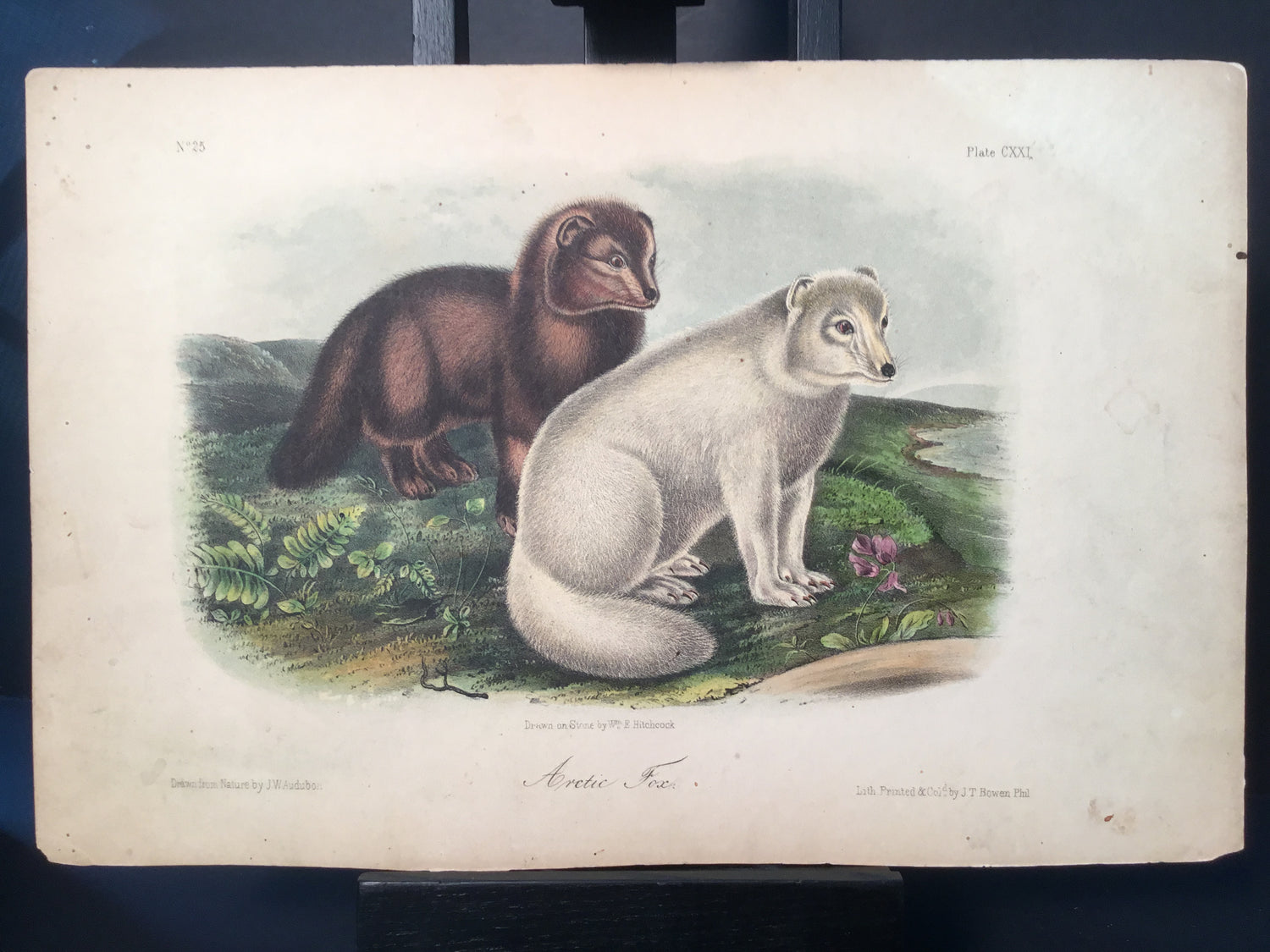 Lord-Hopkins Collection - Artic Fox