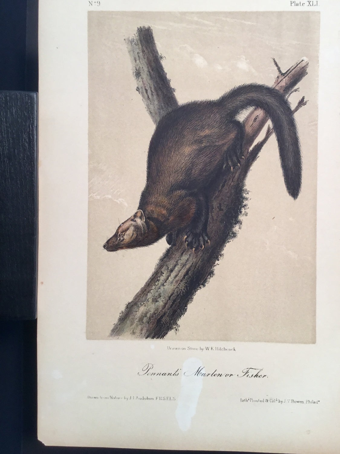 Lord-Hopkins Collection - Pennant’s Marten or Fisher